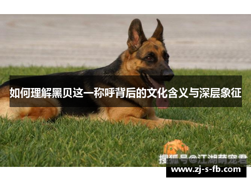 如何理解黑贝这一称呼背后的文化含义与深层象征